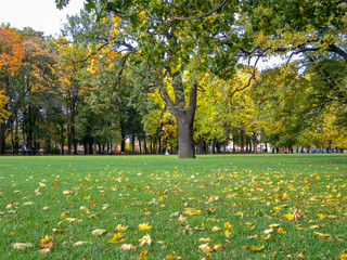 Large meadow with a tree in the Park in autumn