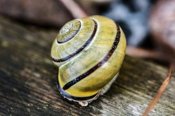 schnecke, schale, natur, tier, bedächtig, braun, garden, spiral, makro, schnecke, nacktschnecke, molluske, close up, schleimig, isoliert, gering, meer, krabbeln, close up, green, wild lebende tiere, b