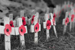 Remembrance poppies on wooden crosses, to commemorate the loss of servicemen in world wars and conflicts. Colour pop image, red poppies on a black and white background.