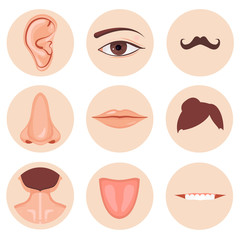 Human nose, ear, mouth mustache hair and eye neck back tongue tooth set, Vector illustration