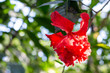 Fleur Hibiscus rouge jardin botanique