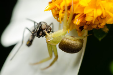 Wall Mural - Macro of spider hunting victim on white flower