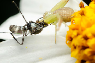 Wall Mural - Macro of spider hunting victim on white flower