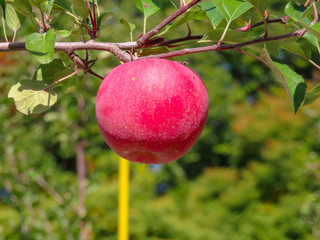 Red apple orchards