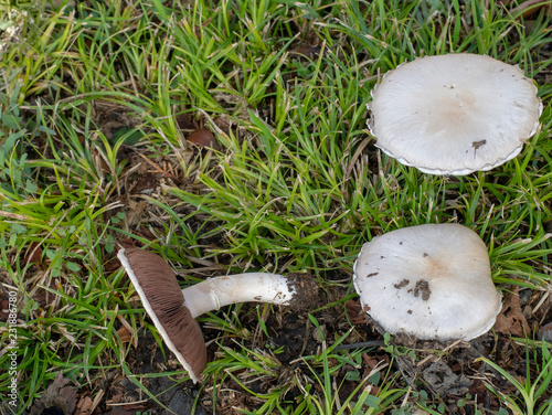 Fotografía These look like edible wild Field Mushrooms Agaricus campestris but could be poisonous and it is difficult to tell