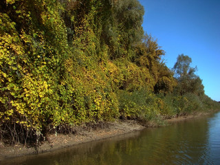 Wall Mural - Autumn journeys on the islands of the Danube River (here Trămşani Island) 3