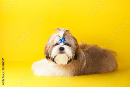 Shih Tzu Puppy Wearing Blue Bow Cute Shih Tzu Is Lying On The