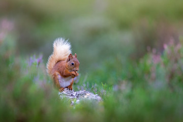 Wall Mural - Scotland Red Squirrel