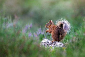 Wall Mural - Red Squirrel in heather