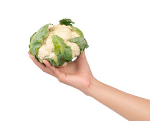 Canvas Print - hand holding Cauliflower isolated on white background