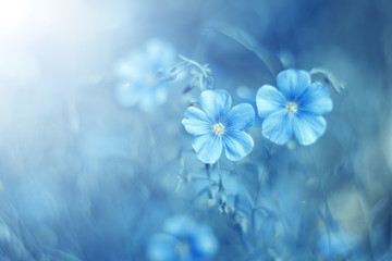 Beautiful blue flax flowers in a meadow in the sunlight on a gentle background. Pastel colors. Selective, soft focus. Art image.