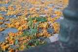 Fototapeta Big Ben - yellow flower background texture