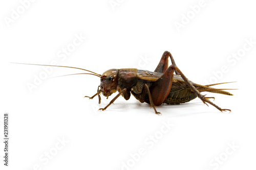 Fotografía Image of cricket on white background., Insects. Animals
