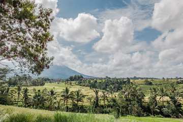 Rice field Terrace 