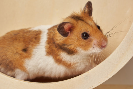 Syrian hamster play with an hamster wheel