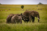 Fototapeta Sawanna - herd of elephants