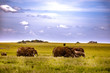 herd of elephants in savannah