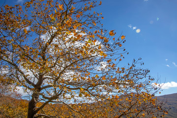 Plane tree with red and brown autumn leaves against a background of gree hulls, mountains and sea and sky