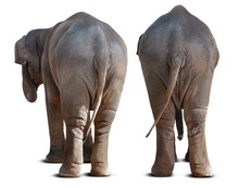 Asian Elephant Backside