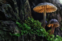 Small Mushrooms Macro / Nature Forest, Strong Increase In Poisonous Mushrooms Mold