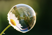 Soap Bubble Petal / Concept Nature Air Purity, Air Bubble On A Flower Petal
