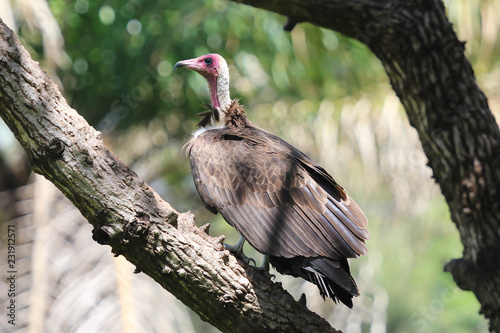 Fotografía Hooded vulture (Necrosyrtes monachus) in Gambia