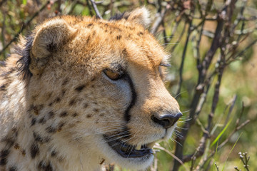 Sticker - Cheetah portrait in the bushland