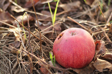 Wall Mural - red decayed apple in the grass