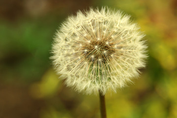 Wall Mural - dandelion on background of green grass