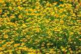 Fototapeta Kosmos - A lot of fresh yellow flowers, Radziejowice, Mazovia, Poland.