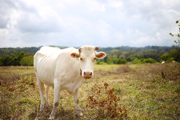 White cow in a field