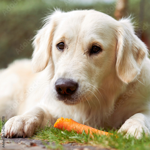 Fotografie, Obraz Hübscher Golden Retriever frisst eine Karotte