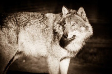 Wall Mural - Scary dark gray wolf (Canis lupus)