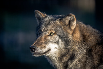 Wall Mural - Scary dark gray wolf (Canis lupus)