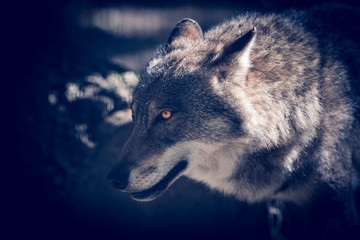 Wall Mural - Scary dark gray wolf (Canis lupus)