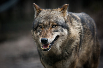 Wall Mural - Scary dark gray wolf (Canis lupus)