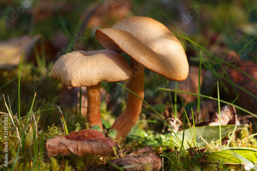 Fotografie, Obraz Champignons panéole des moissons dans l'herbe en automne