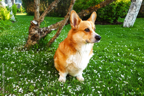 Red Haired Welsh Corgi Pembroke Sit In Apple Tree Petals Sundown