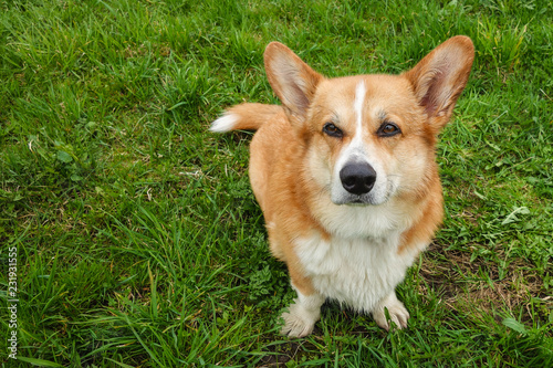 Red Haired Welsh Corgi Pembroke Enjoys Its Life In The Spring Park