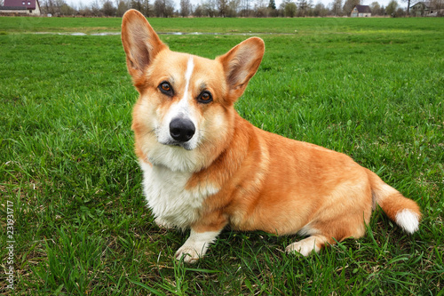 Red Haired Welsh Corgi Pembroke Enjoys Its Life In The Spring Park