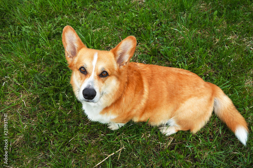 Red Haired Welsh Corgi Pembroke Enjoys Its Life In The Spring Park