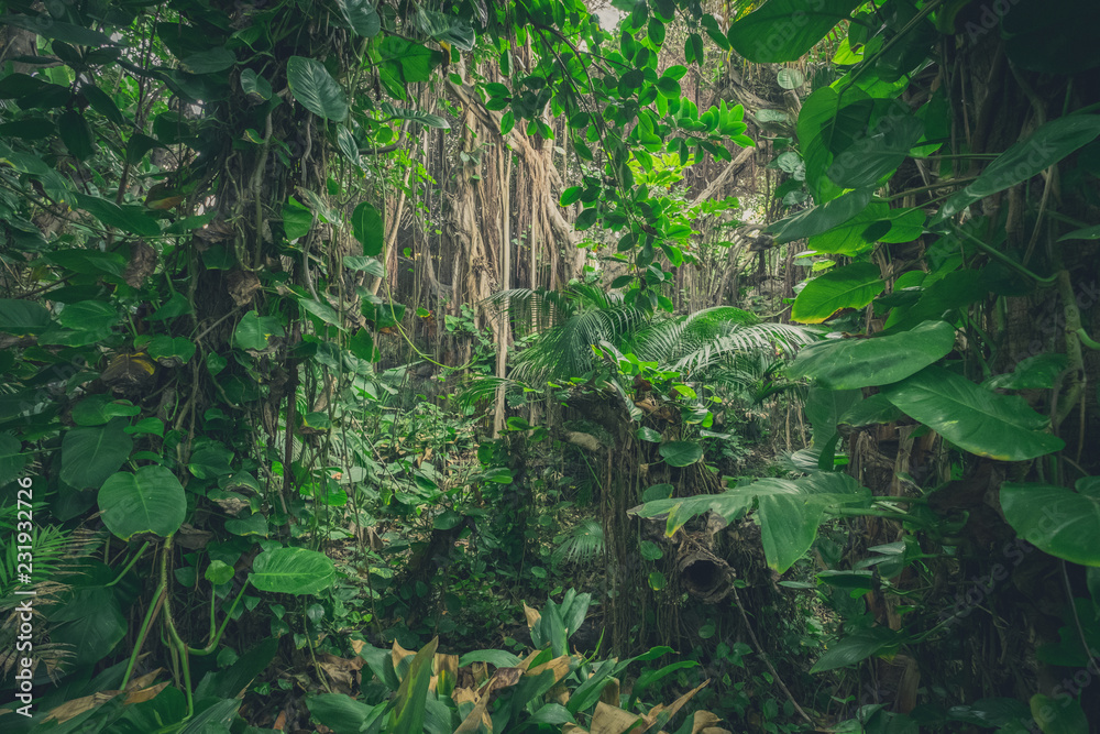 inside jungle , in rainforest / tropical forest landscape - obrazy, fototapety, plakaty 