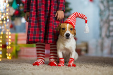 Dog Jack Russell Terrier And Legs Of A Little Girl In Red White Striped Socks Celebrating Christmas At Home By The New Year Tree