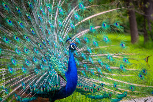 Paon Royal Faisant La Roue Dans Un Parc Stock Photo Adobe Stock