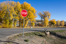 Mule Deer Doe On The Roadside Near A Stop Sign In Gunnison, Colorado.