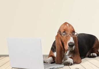 Wall Mural - Basset Hound dog with laptop  on background