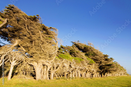 Fotografie, Obraz Windswept trees near Slope Point the southernmost point of the South Island, The Catlins New Zealand