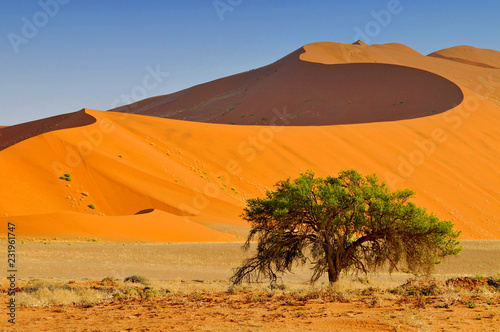 Fotografie, Obraz Sossusvlei landscape with Acacia trees and red sand dunes, Namibia, southern Africa