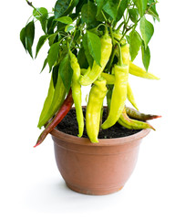 Spicy red and green pepper plant in the pot isolated on white