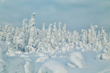 Stunning winter landscape with snow-covered trees.